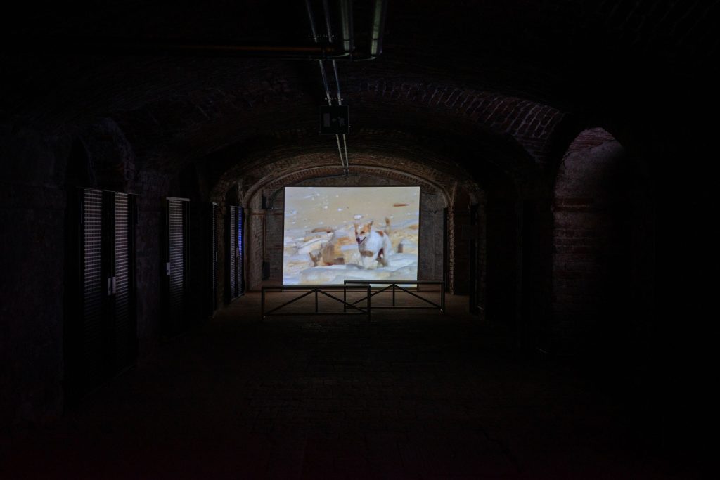 Camille Henrot, Cynopolis, 2007-2009 — Super8 e DVcam