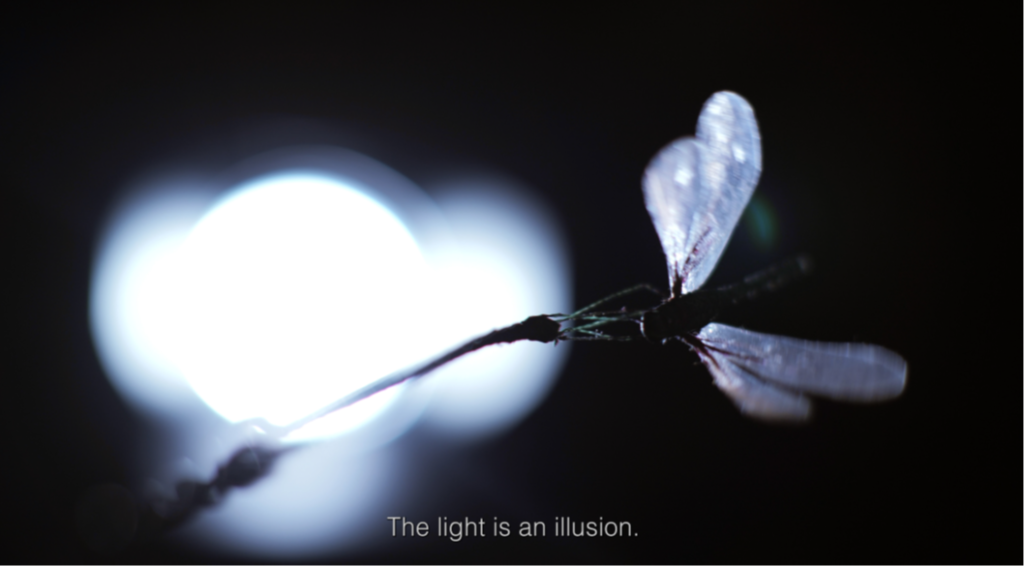 How deep can a dragonfly swim under the ocean?